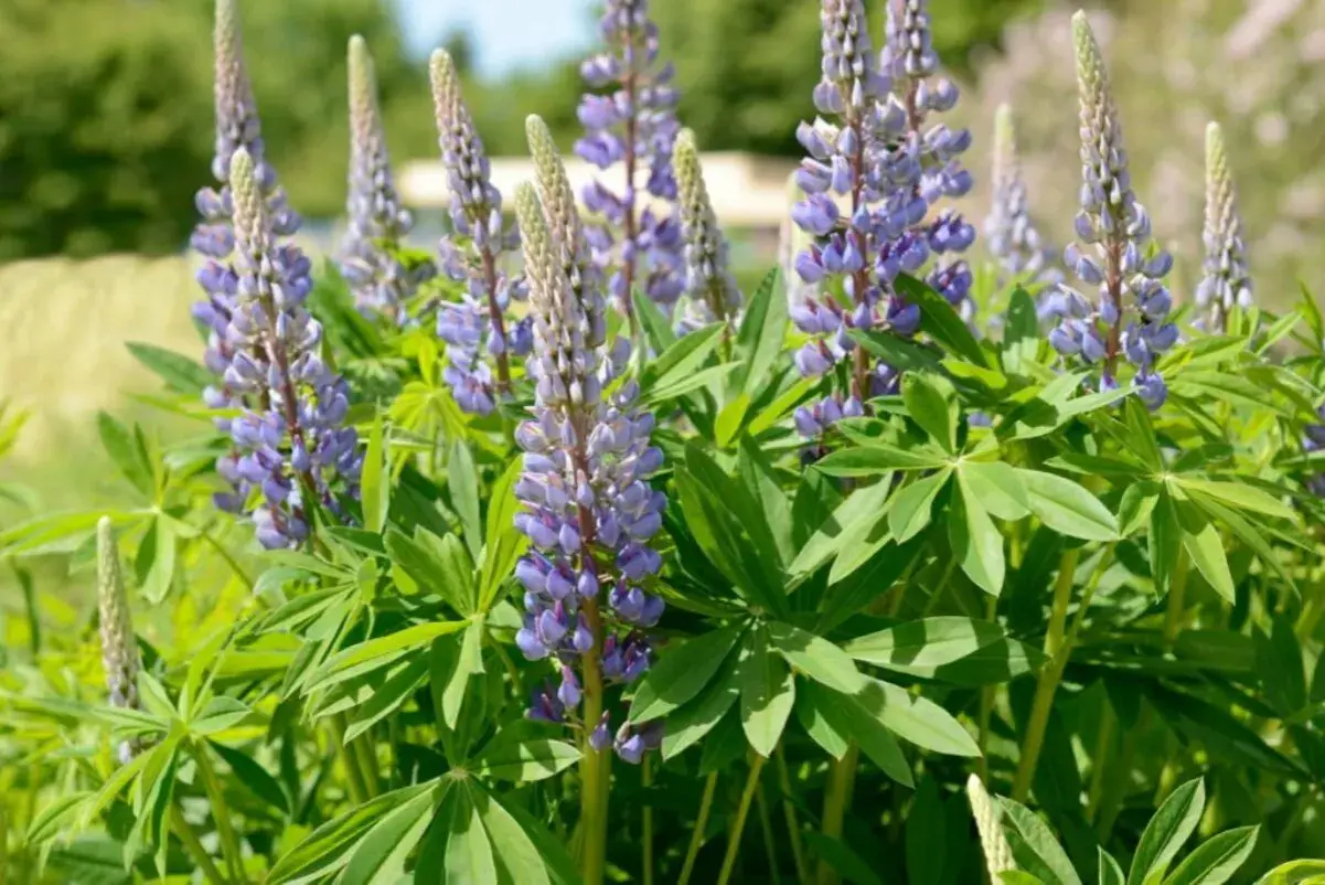 Ein sonniger **Lupinen-Standort** mit vielen violetten Blüten und grünen Blättern.
