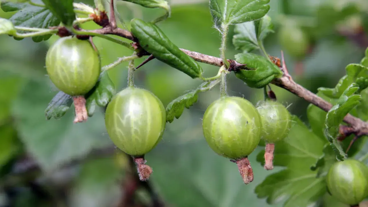 Grüne Stachelbeeren hängen an einem Ast. Bald werden sie geschnitten und zu Marmelade verarbeitet.