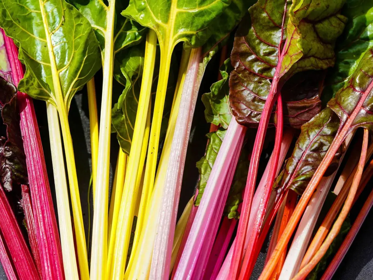 Bunte Mangoldstiele in Rot, Gelb und Rosa, bereit, roh gegessen zu werden. Ein Farbtupfer für jede Mahlzeit.