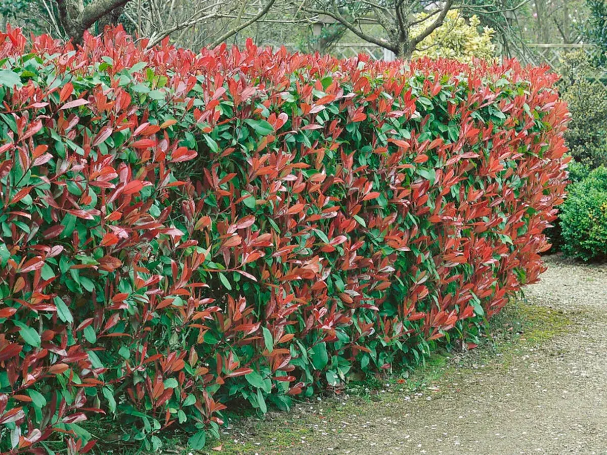 Eine dichte Hecke mit roten und grünen Blättern, ideal zum Pflanzen für Sichtschutz.