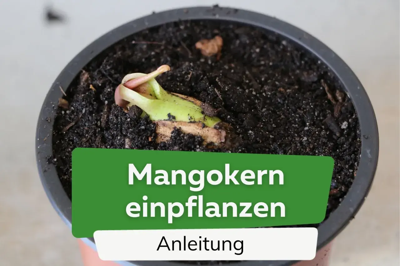 Ein junger Mangokern keimt in Erde. Anleitung zum Mangokern einpflanzen.