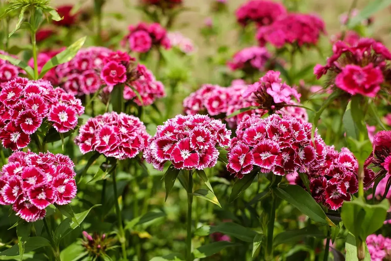 Büschel von leuchtend pinken Nelken mit weißer Umrandung. Ein idealer **Nelken Standort** im Garten, sonnig und gut durchlüftet.