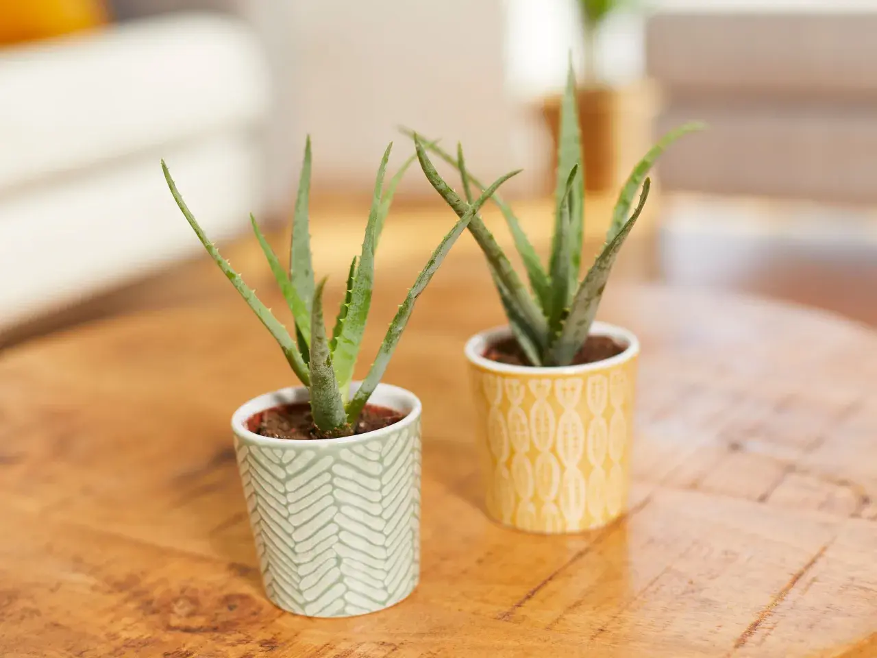 Zwei kleine Aloe Vera Pflanzen in dekorativen Töpfen. So kannst du echte Aloe Vera erkennen: achte auf die fleischigen, spitzen Blätter mit kleinen Dornen am Rand.