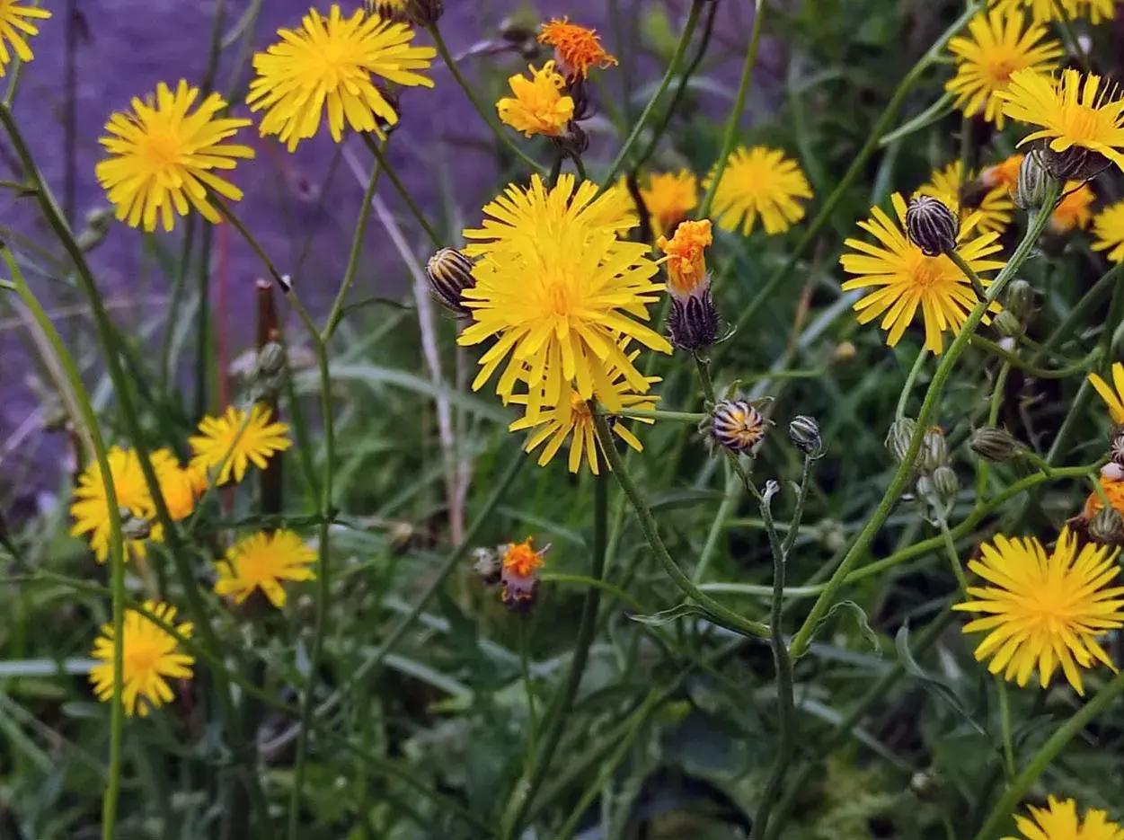 Gelbe Blüten, die an Habichtskraut erinnern, aber Vorsicht vor Verwechslung mit ähnlichen Pflanzen.