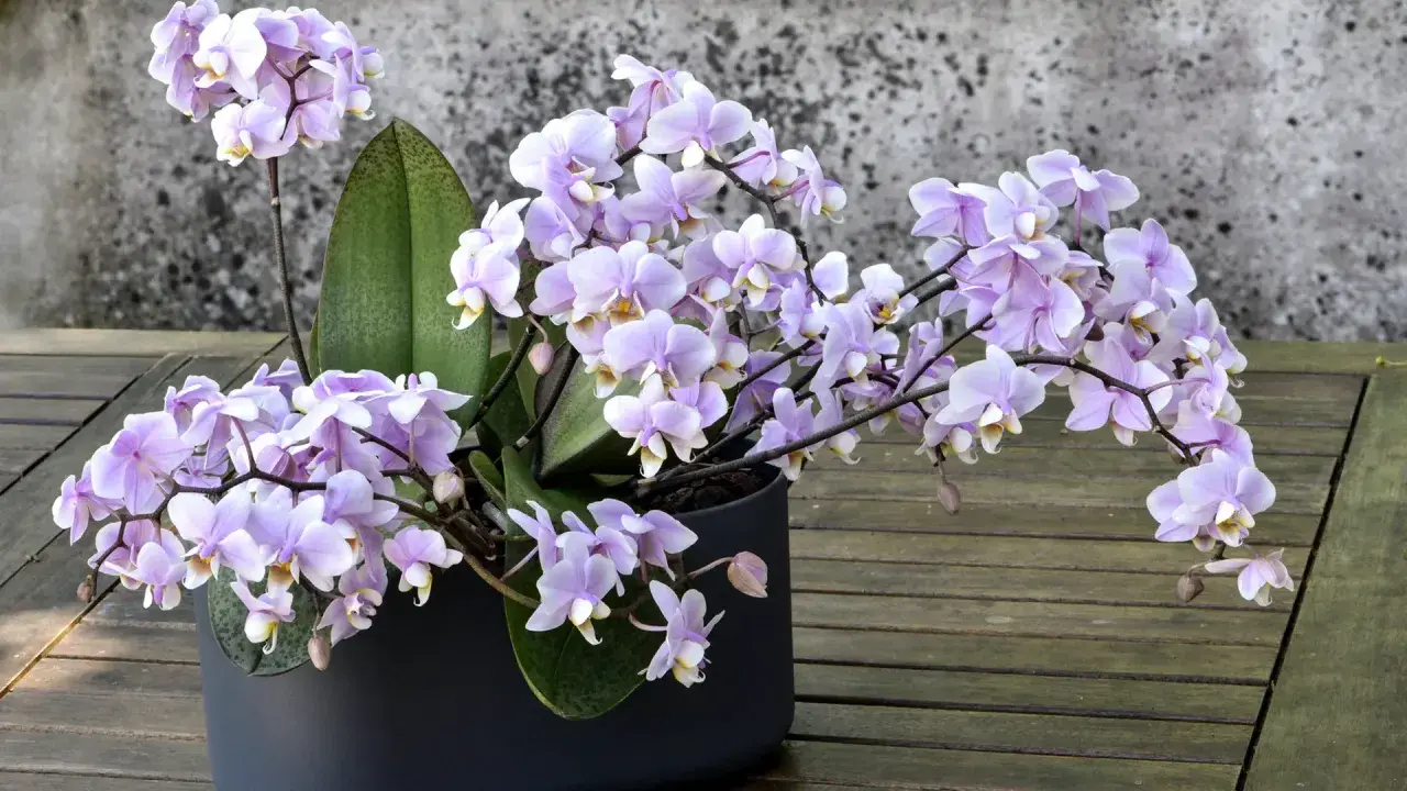 Zarte lila Orchideenblüten in einem dunklen Topf, ein Beispiel für gelungene Orchideen Pflege auf einer Holzoberfläche vor einer Steinwand.