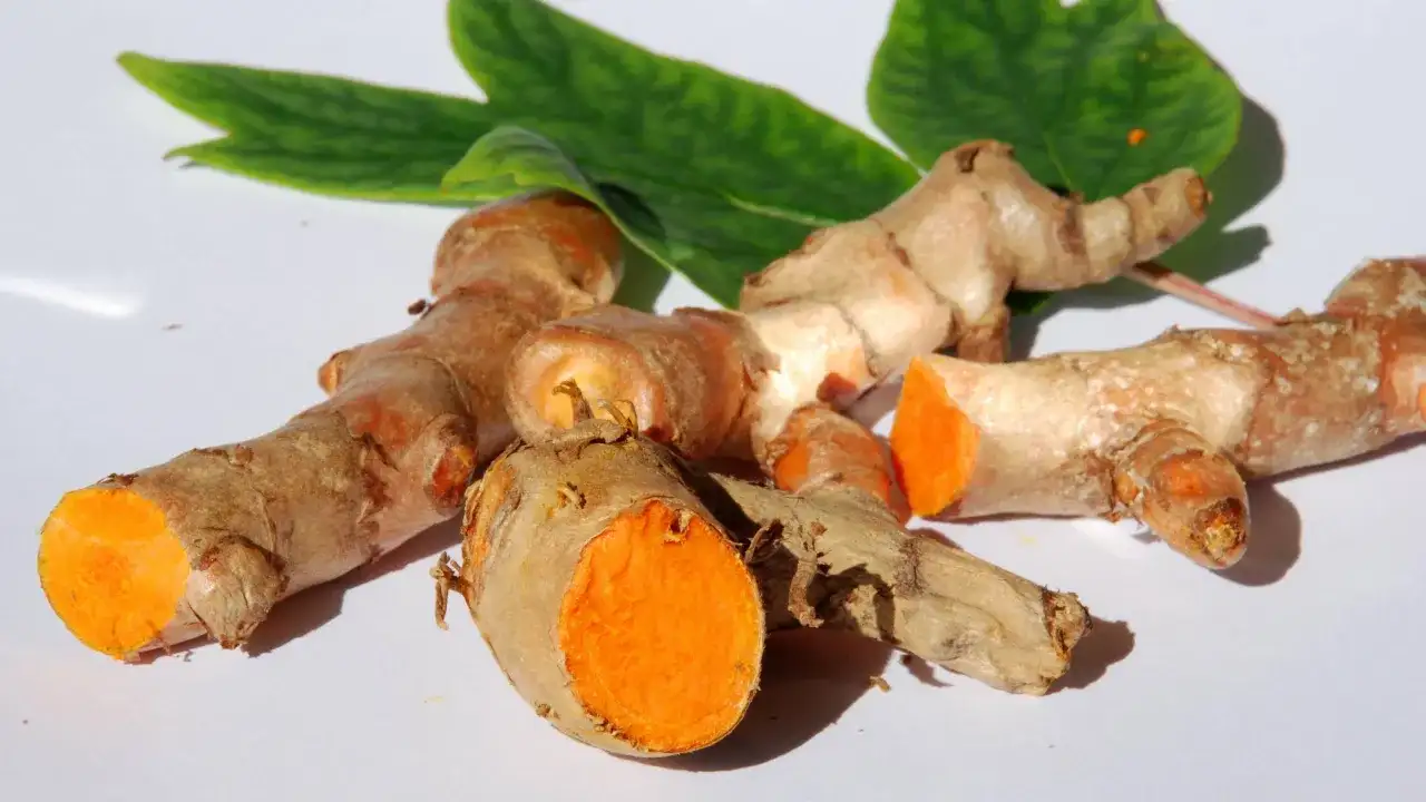 Frische Kurkumawurzeln mit leuchtend orangefarbenem Inneren. Man kann Kurkuma roh essen, sie sind ein gesundes Gewürz.