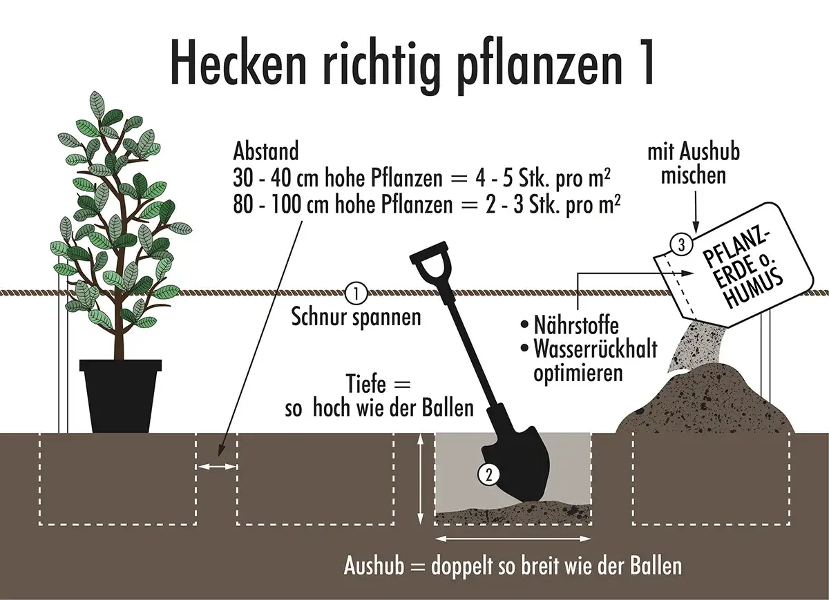Anleitung zum hecke pflanzen: Abstand, Tiefe und Erdreich-Mischung werden erklärt. Eine Schaufel und Pflanzenerde sind zu sehen.