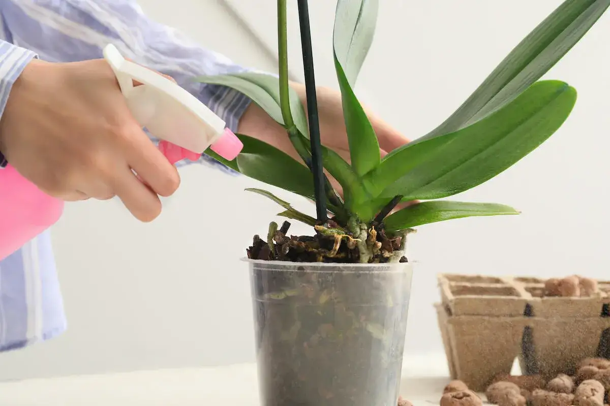 Pflege für Orchideen: Hände sprühen Wasser auf die Pflanze, um sie zu befeuchten. Das Schneiden von Orchideen ist wichtig für ihr Wachstum.