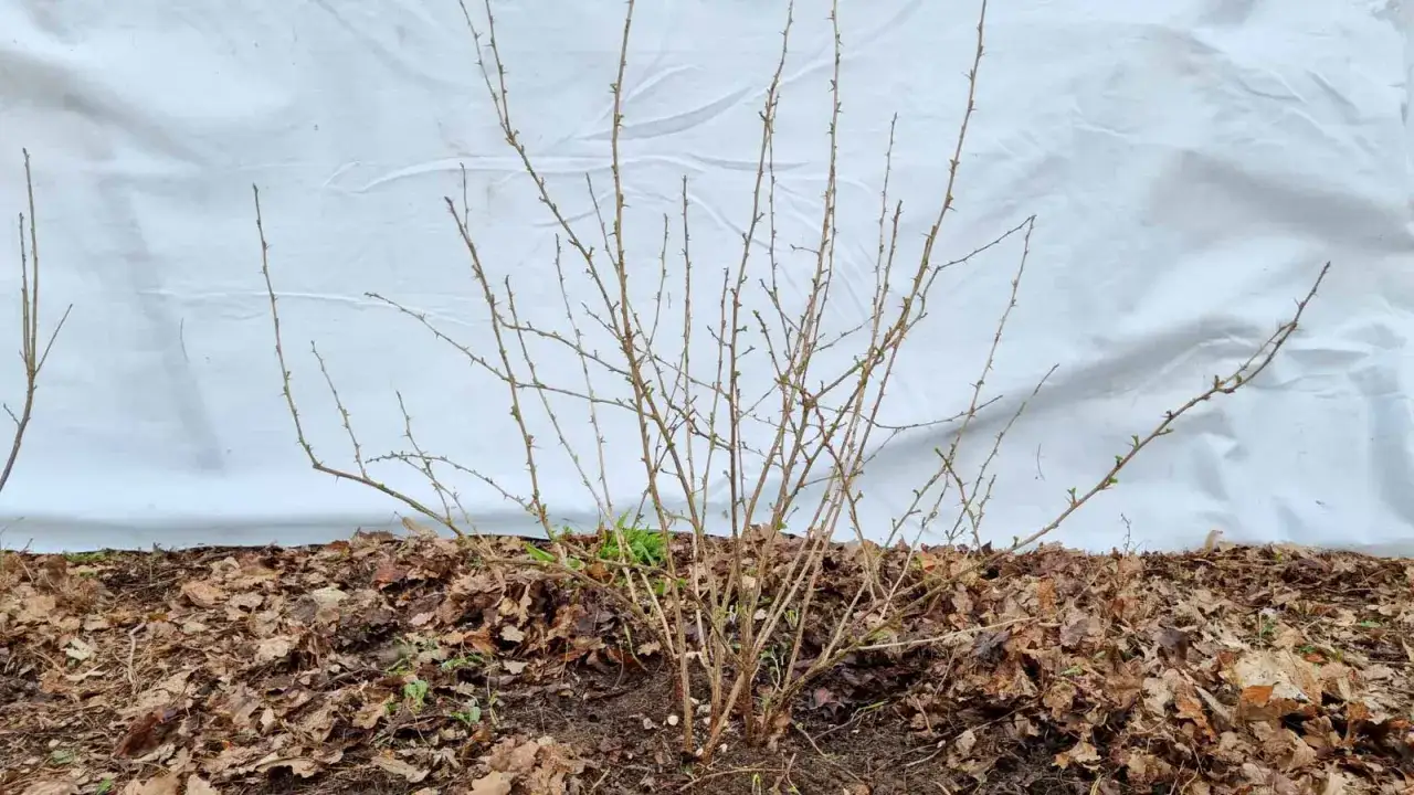 Ein stacheliger Strauch, bereit f&uuml;r das stachelbeeren schneiden. Der Boden ist mit Laub bedeckt, im Hintergrund ein wei&szlig;es Tuch.