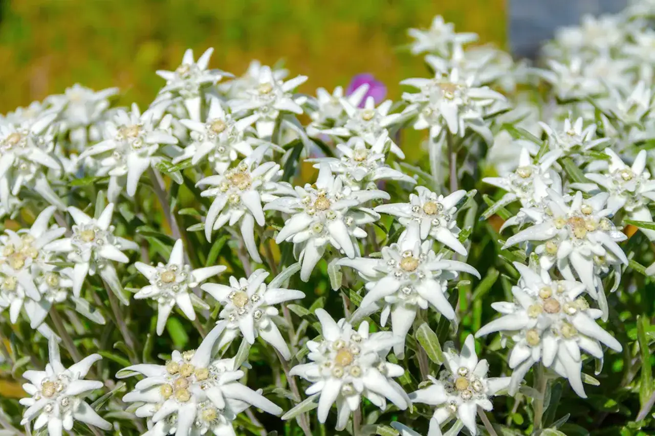 Ein Feld voller wei&szlig;er Edelweiss blumen, die im Sonnenlicht gl&auml;nzen.