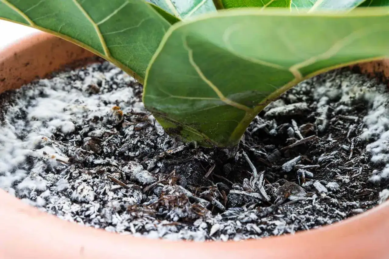 Wei&szlig;er schimmel auf blumenerde im Topf, um den Stamm einer Pflanze.