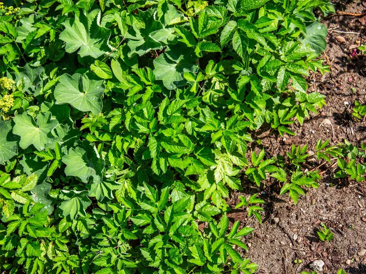 Dichtes Gr&uuml;n: So kannst du Giersch erkennen. Die Bl&auml;tter sind dreiteilig gefiedert und haben gezackte R&auml;nder. Giersch w&auml;chst schnell und kann im Garten l&auml;stig werden.