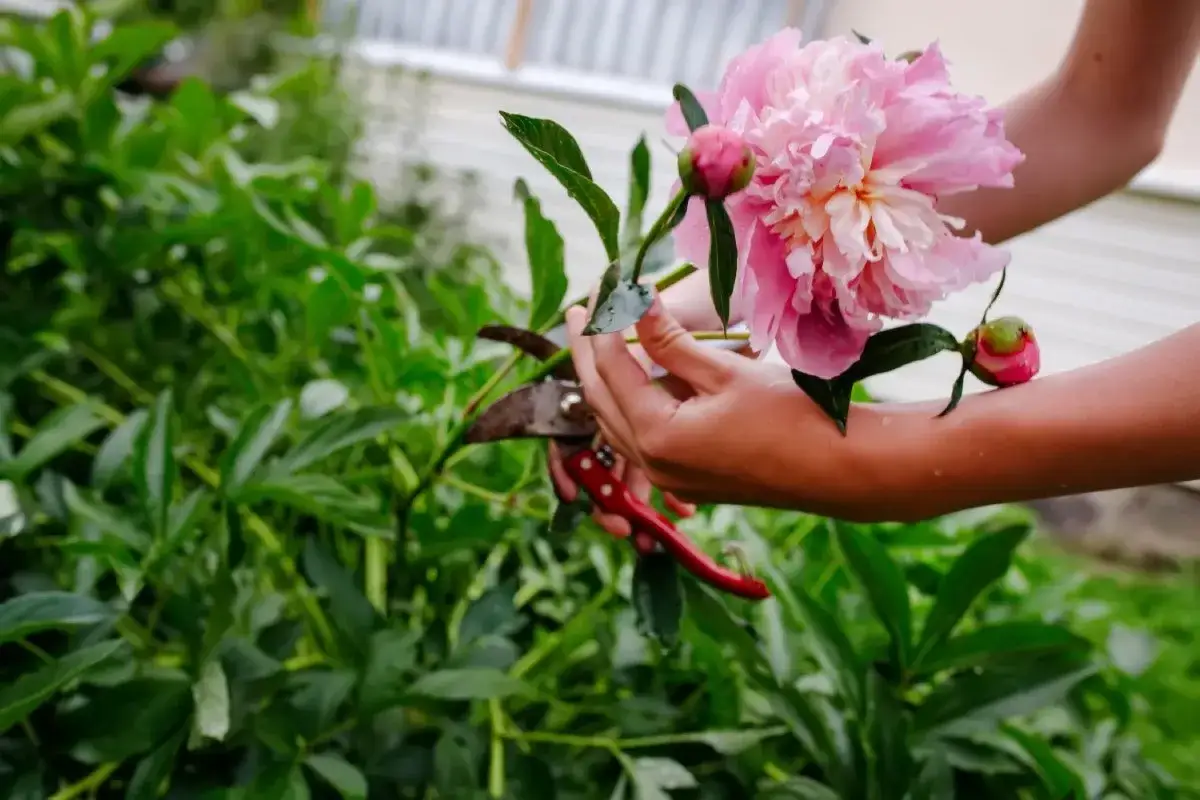H&auml;nde mit roter Gartenschere schneiden eine zarte rosa Pfingstrose. Der Garten ist voller gr&uuml;ner Bl&auml;tter.