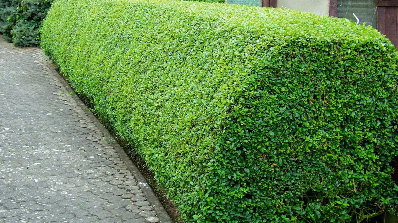 Eine perfekt geformte gr&uuml;ne Hecke, bereit f&uuml;r das hecken schneiden. Daneben ein gepflasterter Weg.