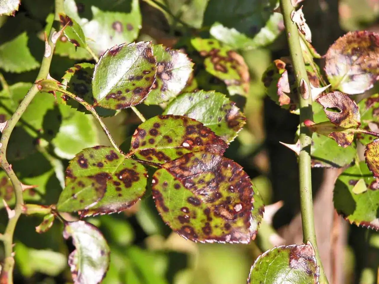 Rosenbl&auml;tter mit vielen rosen braune flecken, die auf eine Krankheit hindeuten. Dornige Stiele sind sichtbar.