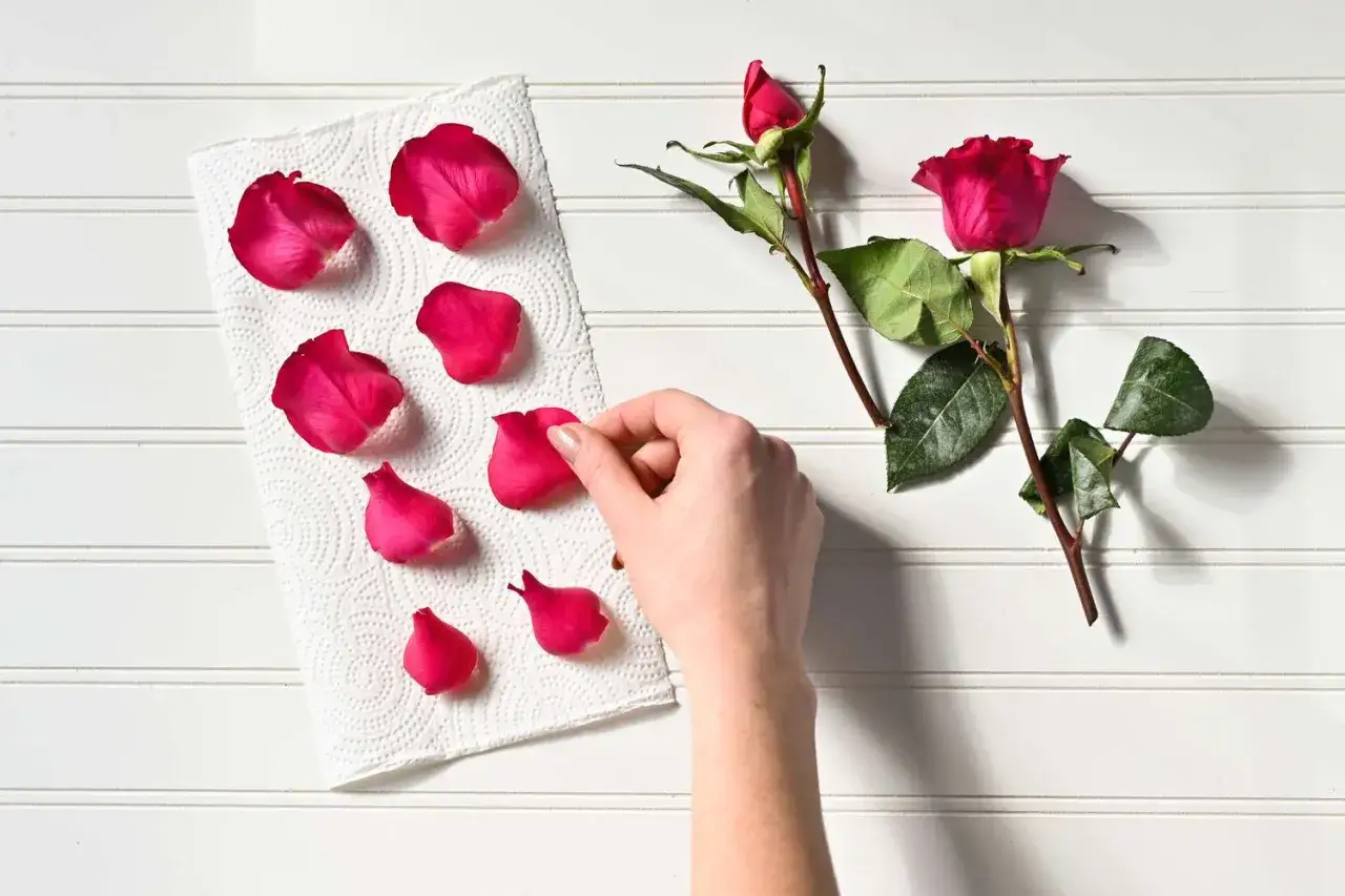 Hand legt Bl&uuml;tenbl&auml;tter von roten Rosen zum Trocknen auf K&uuml;chenpapier. Zwei Rosenzweige liegen daneben.