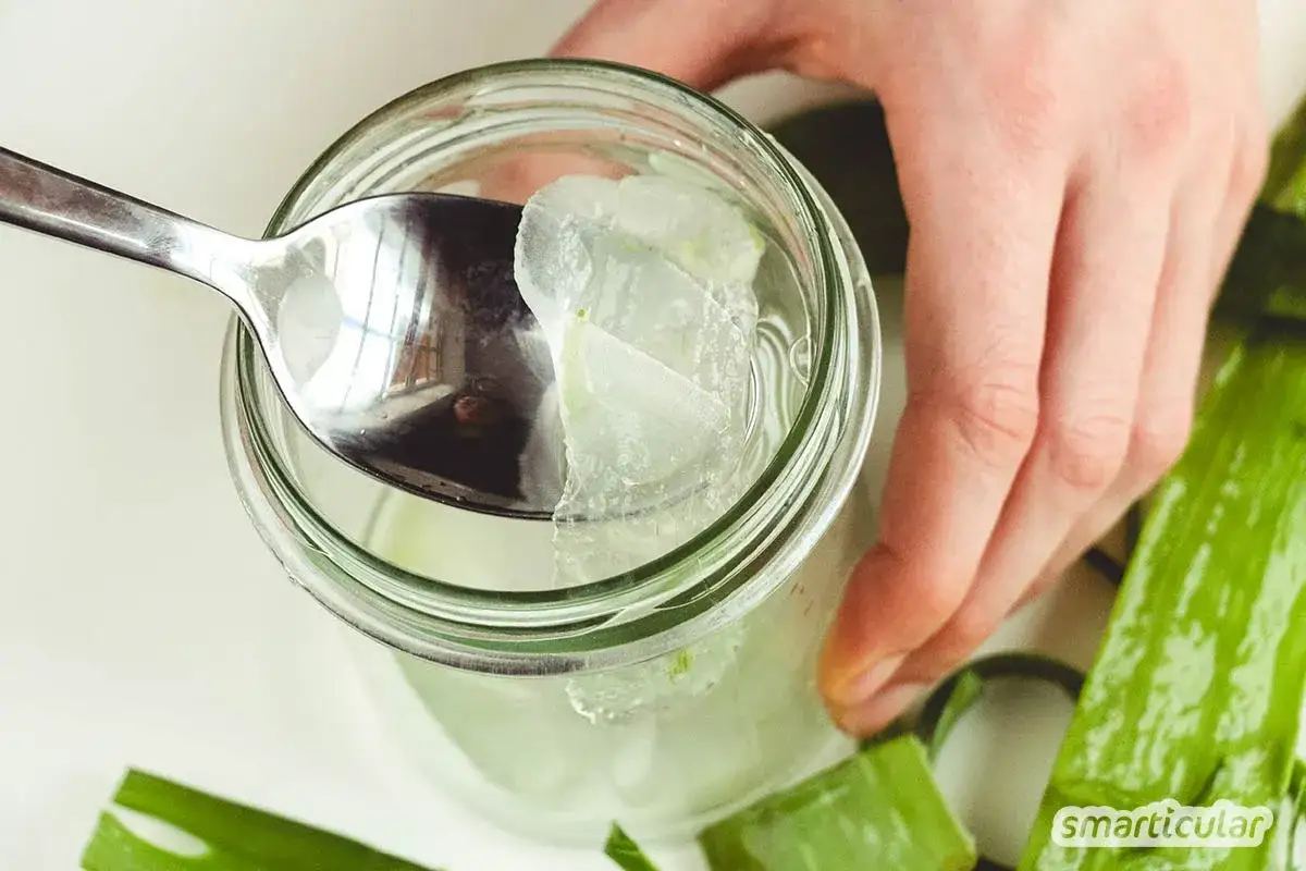 Frische Aloe Vera St&uuml;cke werden mit einem L&ouml;ffel aus einem Glas geholt, um sie zu essen.
