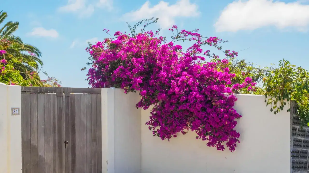 Pr&auml;chtige Bougainvillea bl&uuml;ht &uuml;ppig an einer wei&szlig;en Mauer neben einem Holztor. Gute Bougainvillea Pflege sorgt f&uuml;r diese Bl&uuml;tenpracht.