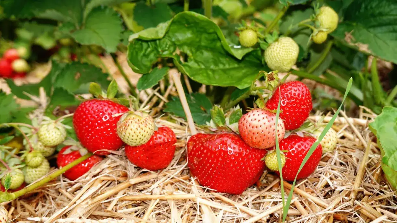 Reife und grüne Erdbeeren liegen auf Stroh. Wann ist Erdbeerzeit? Jetzt, wenn die süßen Früchte reif werden!