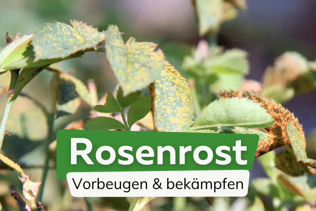 Rosenrost an Rosenbl&auml;ttern. Tipps und Hausmittel zur Vorbeugung und Bek&auml;mpfung.