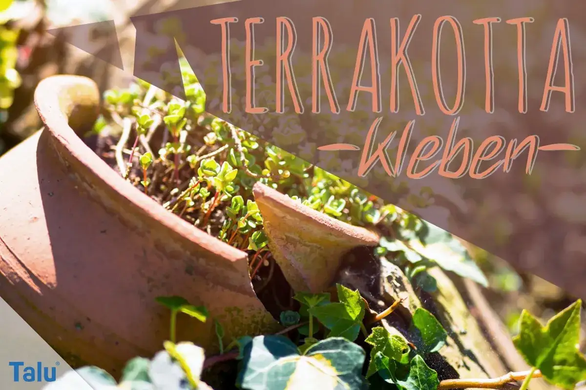 Zerbrochener Terrakotta-Blumentopf mit Pflanzen. Anleitung zum Tontopf reparieren mit Kleber.