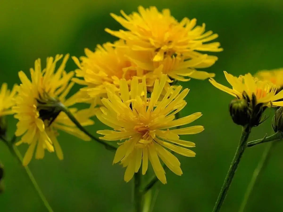 Gelbe Blüten, die leicht mit Habichtskraut verwechselt werden können, leuchten vor grünem Hintergrund.