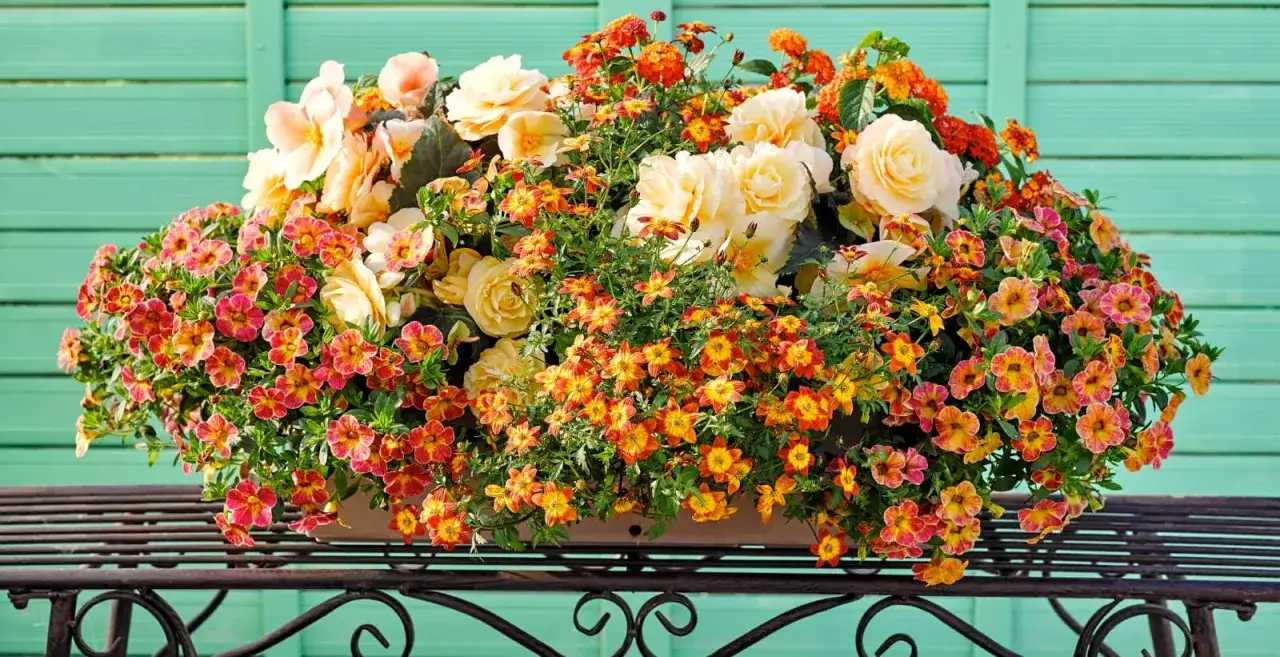 Ein &uuml;ppig bepflanzter Blumenkasten mit gelben Rosen, orange-roten Bl&uuml;ten und zarten Begonien, der zeigt, wie sch&ouml;n ein Blumenkasten bepflanzt sein kann.
