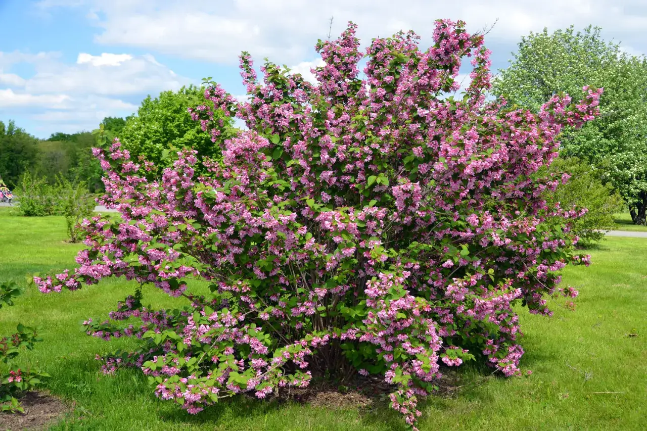 Ein &uuml;ppiger Strauch mit rosa Bl&uuml;ten, ideal, um Flieder zu vermehren.