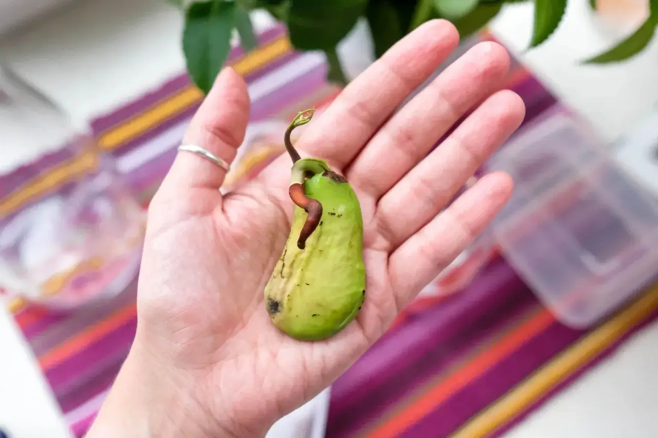Ein grüner Mangokern mit einem Keimling in einer Hand, bereit zum Mangokern einpflanzen.