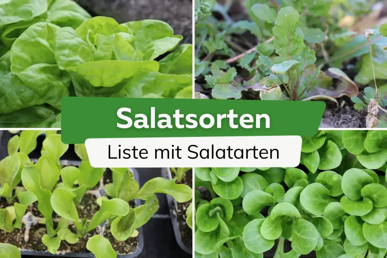 Vier Bilder von verschiedenen Salatsorten: Kopfsalat, Rucola, junge Salatpflanzen und Feldsalat. Die &Uuml;berschrift lautet 