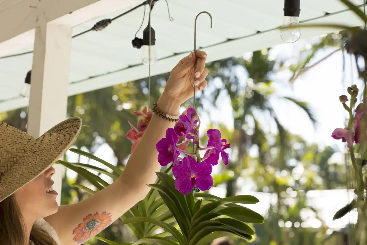 Frau mit Strohhut kümmert sich um ihre lila Orchideen. Die richtige Orchideen Pflege ist wichtig für üppige Blüten.