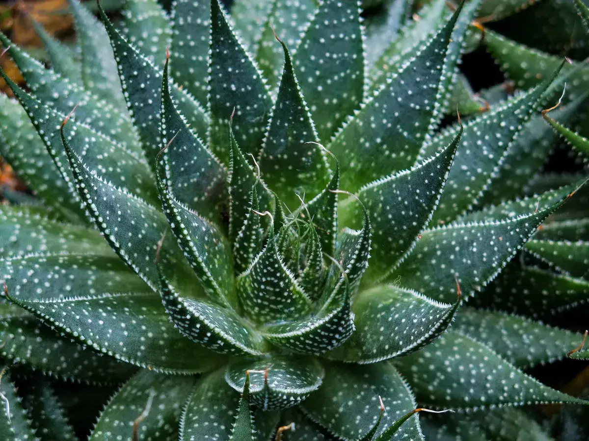 Nahaufnahme einer grünen Pflanze mit spitzen Blättern und weißen Punkten. So erkennst du echte Aloe Vera.
