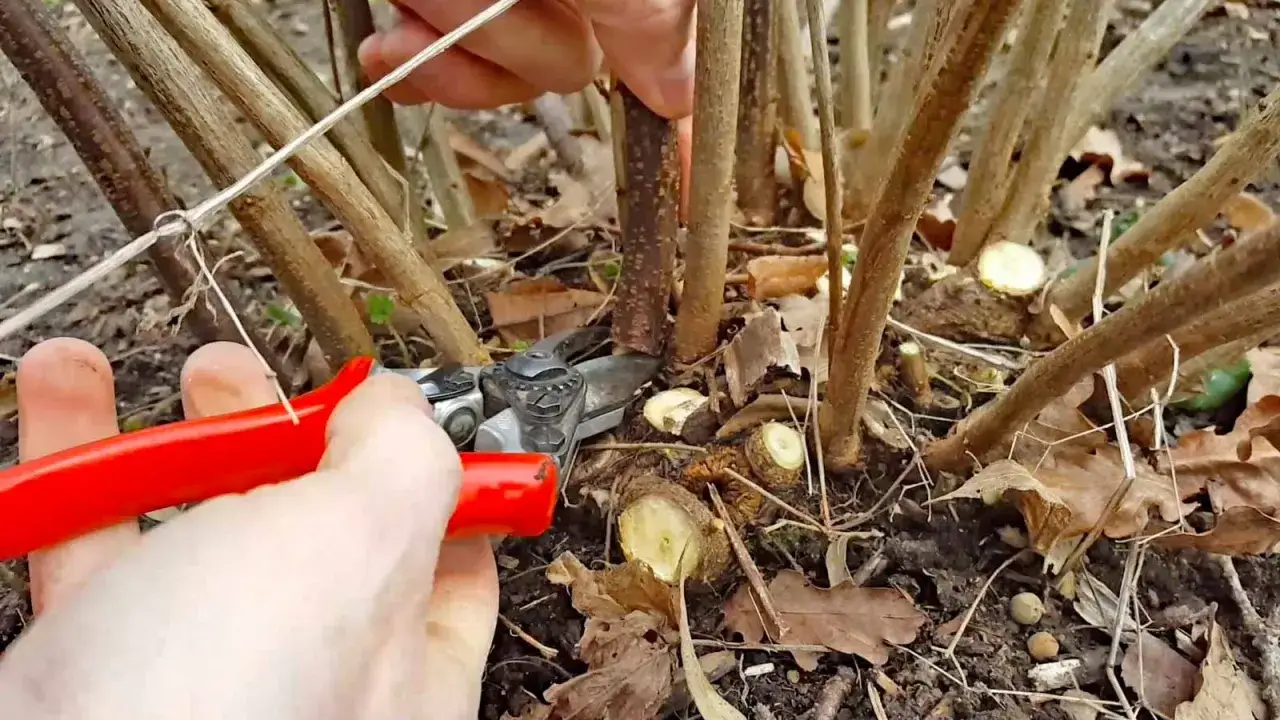 Mit roter Gartenschere wird ein Ast f&uuml;r den Johannisbeeren schneiden Sommerschnitt gek&uuml;rzt.