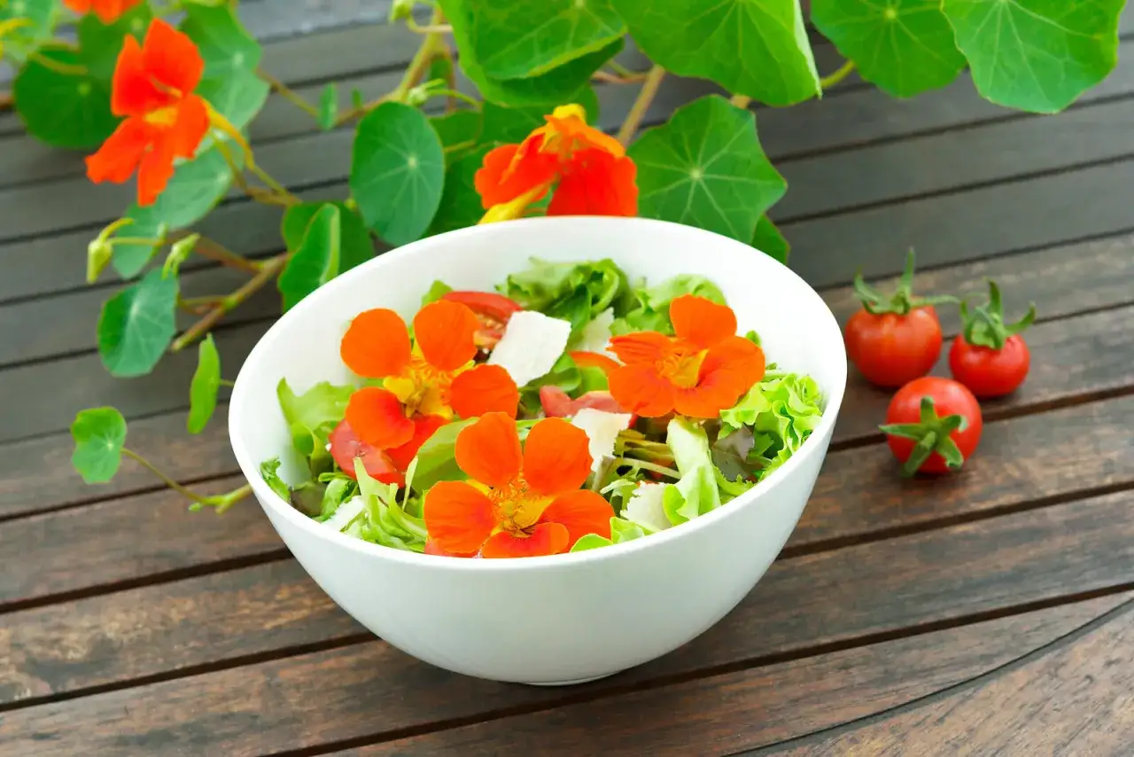 Ein bunter Salat mit leuchtenden Kapuzinerkresse-Bl&uuml;ten, garniert mit Parmesan und Tomaten, bereit zum Essen.