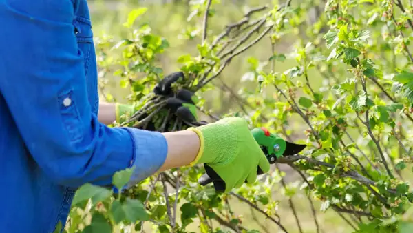 Gartenarbeit im Sommer: Johannisbeeren schneiden für besseres Wachstum.
