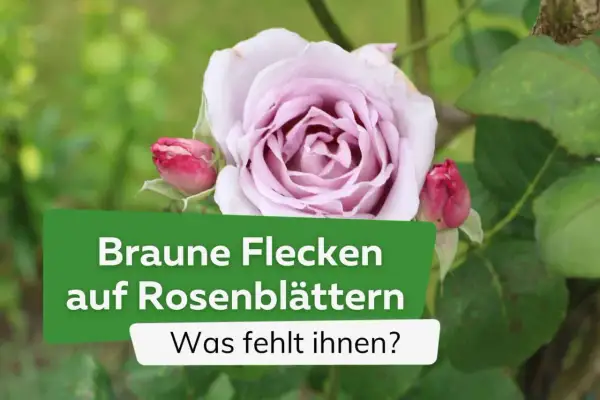 Eine zarte, lavendelfarbene Rose mit Knospen. Darunter ein grüner Balken mit der Aufschrift "Braune Flecken auf Rosenblättern. Was fehlt ihnen?".