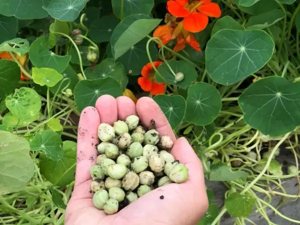 Eine Handvoll Kapuzinerkresse-Samen, bereit zum Essen. Die grünen Samen sind von den leuchtend orangen Blüten und runden Blättern umgeben.