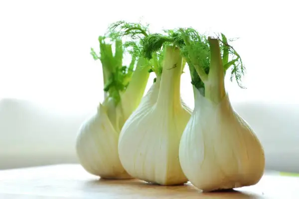 Frischer Fenchel mit grünen Wedeln, bereit, roh gegessen zu werden.