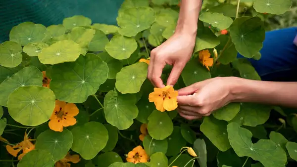 Hände pflücken eine leuchtend orangefarbene Kapuzinerkresseblüte inmitten üppiger grüner Blätter. Der ideale kapuzinerkresse standort ist sonnig.