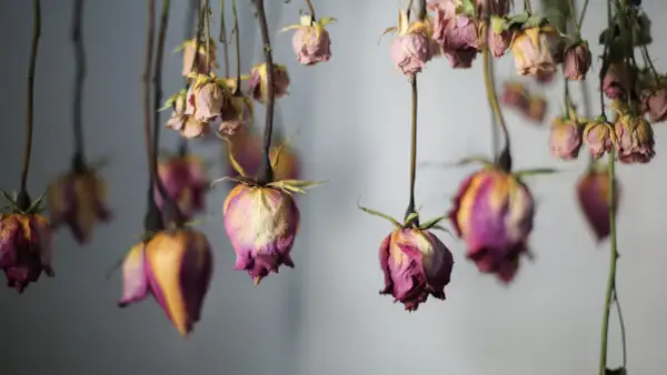 Getrocknete Rosen hängen kopfüber und zeigen ihre verblassten Farben. Ein Hauch von Nostalgie liegt in der Luft, während die Rosen trocknen.
