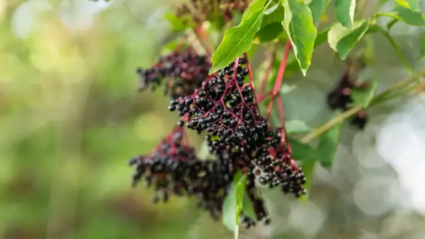 Reife Holunderbeeren hängen an roten Stielen. Ein schöner Anblick, der Lust macht, den Holunder zu vermehren.