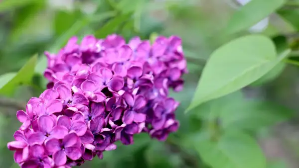 Ein Büschel violetter Fliederblüten, bereit, um flieder zu vermehren.