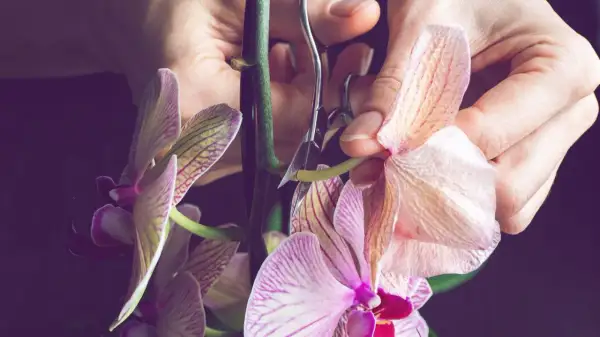 Hände schneiden mit einer Schere einen Stiel einer zarten Orchidee.