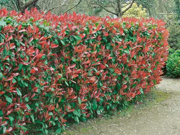 Eine dichte Hecke mit roten und grünen Blättern, ideal zum Pflanzen für Sichtschutz.