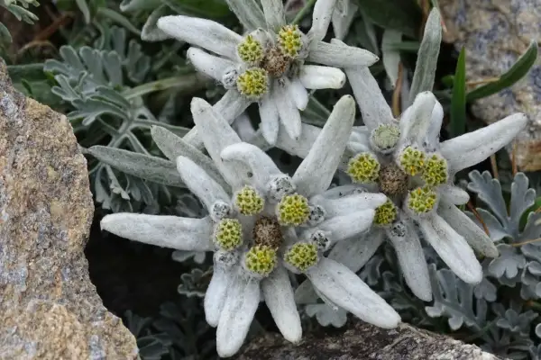 Drei zarte Edelweiss Blumen, umgeben von graugrünen Blättern und Felsen, strahlen in der rauen Bergwelt.