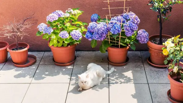 Weißer Kater genießt den Halbschatten auf der Terrasse zwischen Hortensien und Rosen.