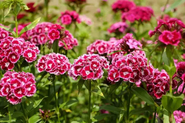 Büschel von leuchtend pinken Nelken mit weißer Umrandung. Ein idealer **Nelken Standort** im Garten, sonnig und gut durchlüftet.