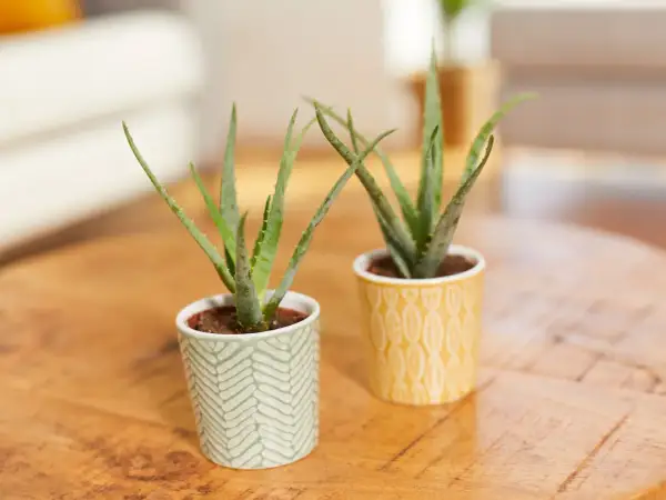Zwei kleine Aloe Vera Pflanzen in dekorativen Töpfen. So kannst du echte Aloe Vera erkennen: achte auf die fleischigen, spitzen Blätter mit kleinen Dornen am Rand.
