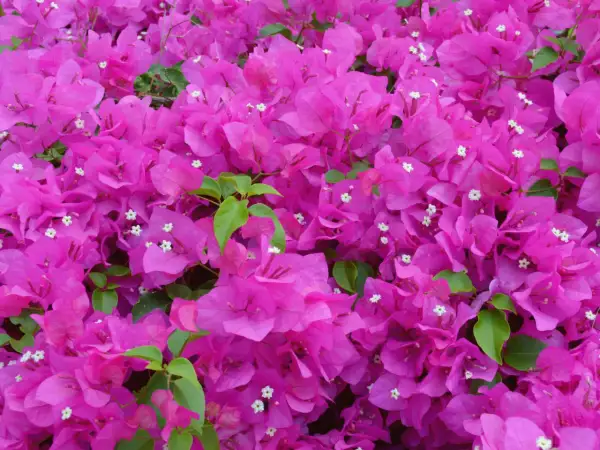 Leuchtend pinke Bougainvillea-Blüten bedecken das Bild. Die richtige Bougainvillea Pflege sorgt für diese üppige Blütenpracht.