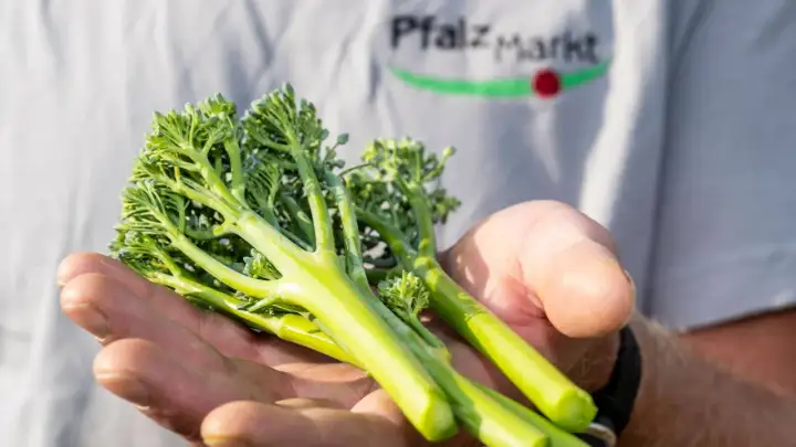 Bimi-Brokkoli - Das kann der Stangenbrokkoli wirklich!